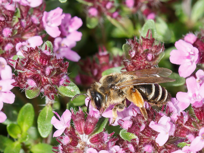 Andrena flavipes (Weibchen der Sommergeneration)