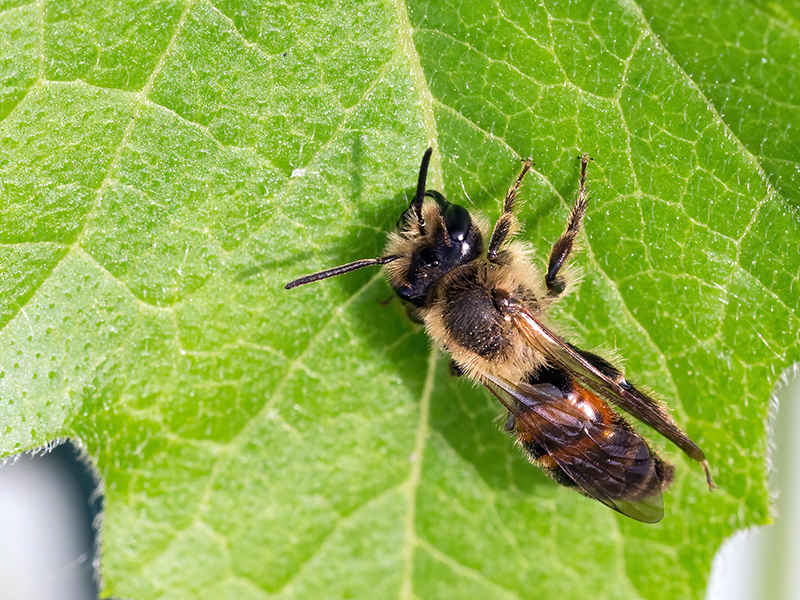 Andrena florea (Männchen)