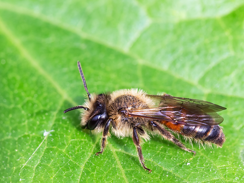 Andrena florea (Männchen)