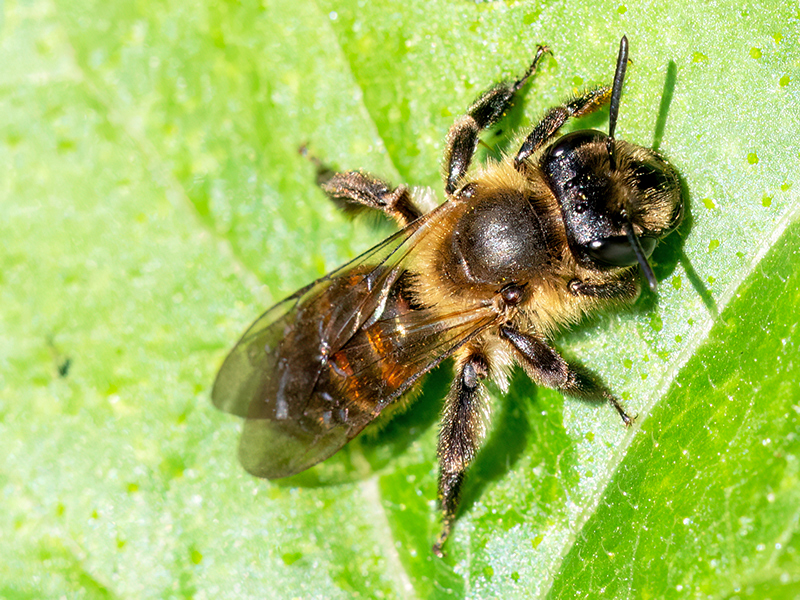 Andrena florea (Weibchen)