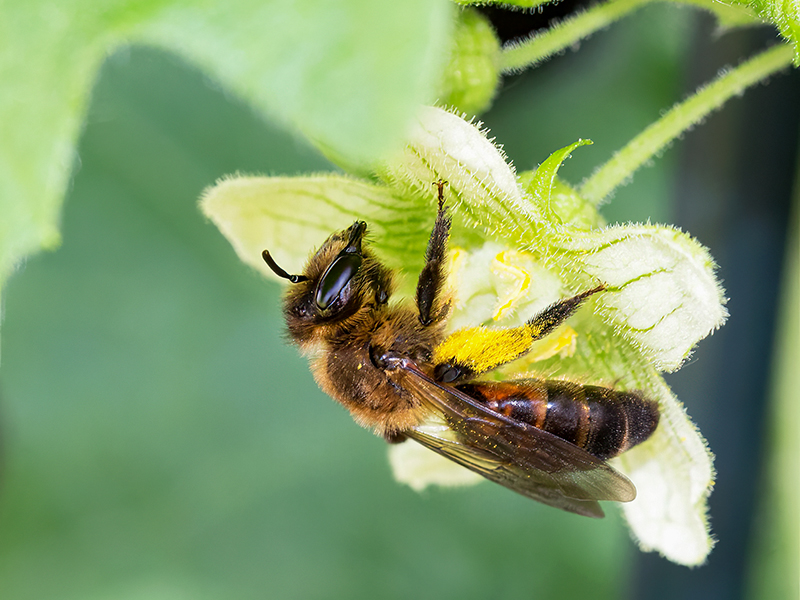 Andrena florea (Weibchen)