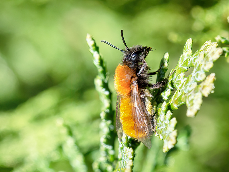 Andrena fulva (Weibchen)
