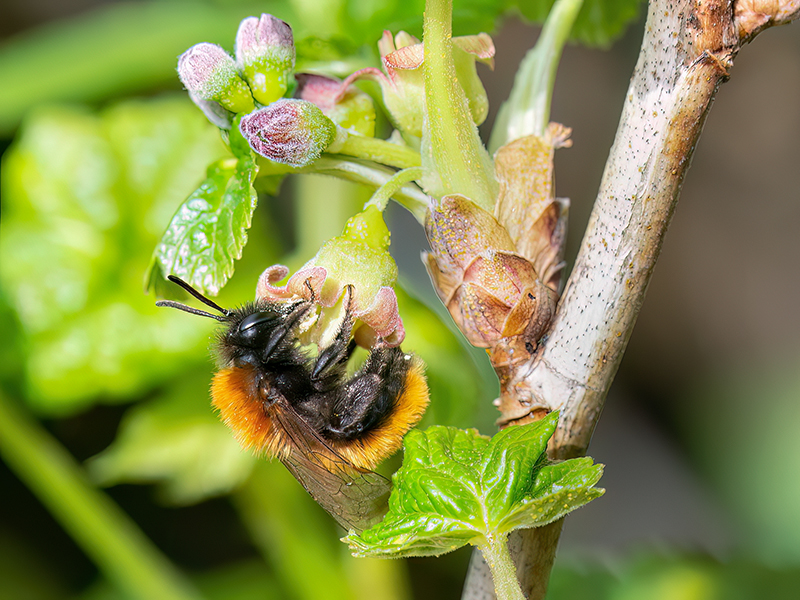 Andrena fulva (Weibchen)