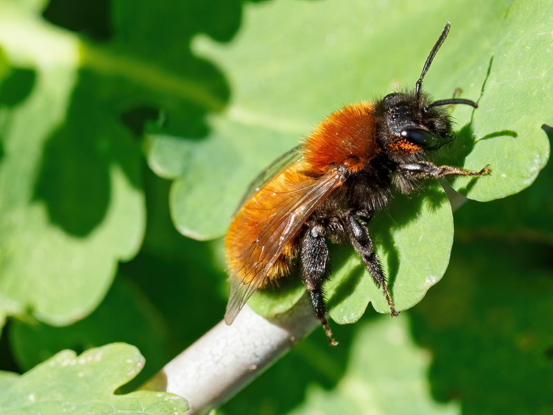 Andrena fulva (Weibchen)