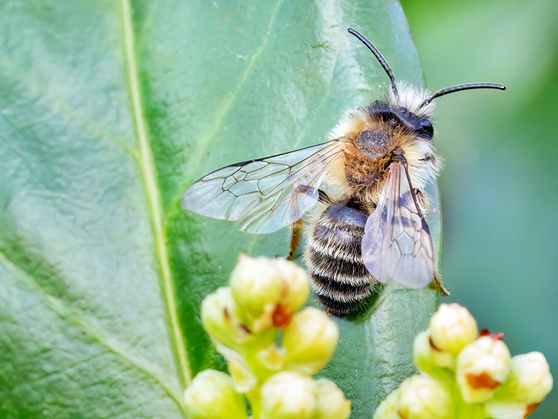 Andrena gravida (Männchen)