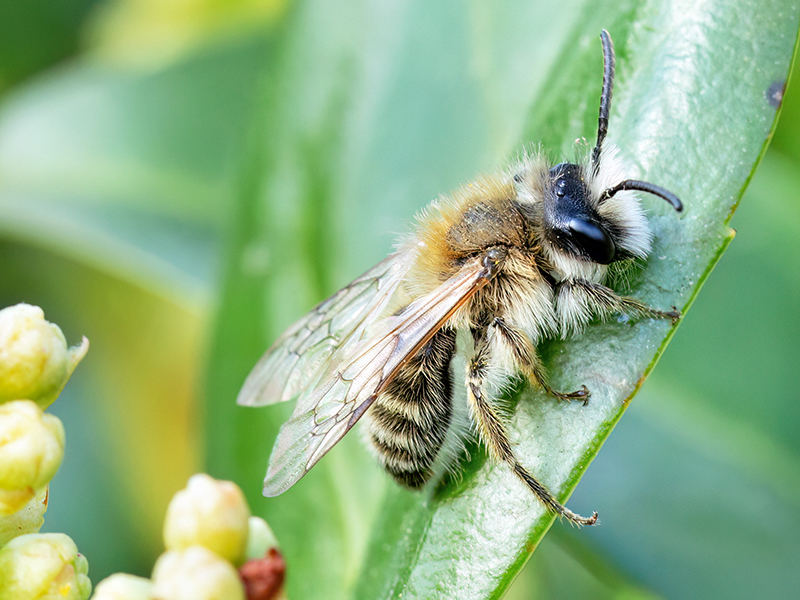 Andrena gravida (Männchen)
