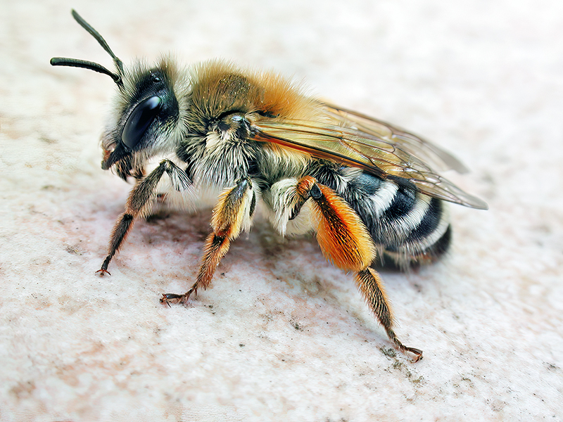 Andrena gravida (Weibchen)