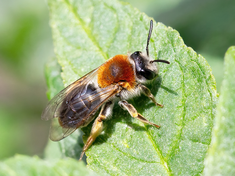Andrena haemorrhoa (Weibchen)