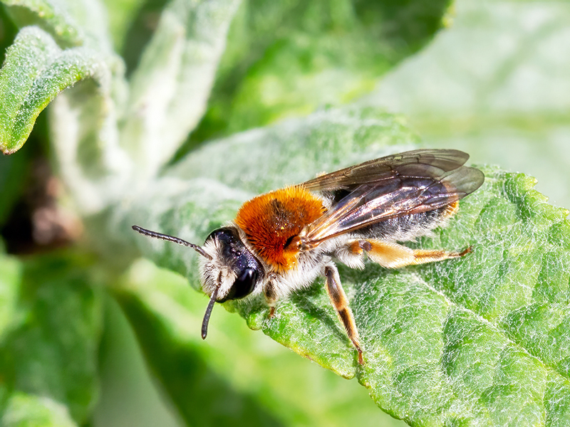 Andrena haemorrhoa (Weibchen)
