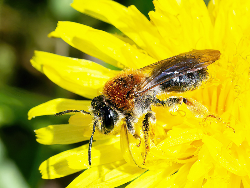 Andrena haemorrhoa (Weibchen)