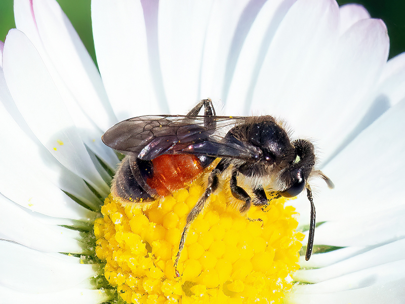 Andrena labiata (Männchen)