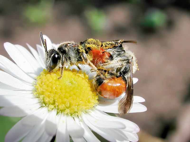 Andrena labiata (Paarung)
