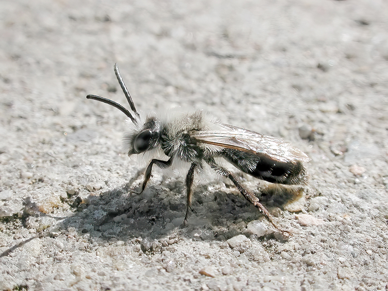 Andrena vaga (Männchen)
