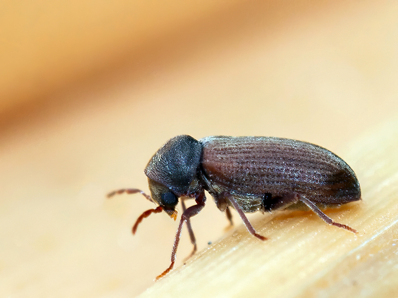 Anobium punctatum