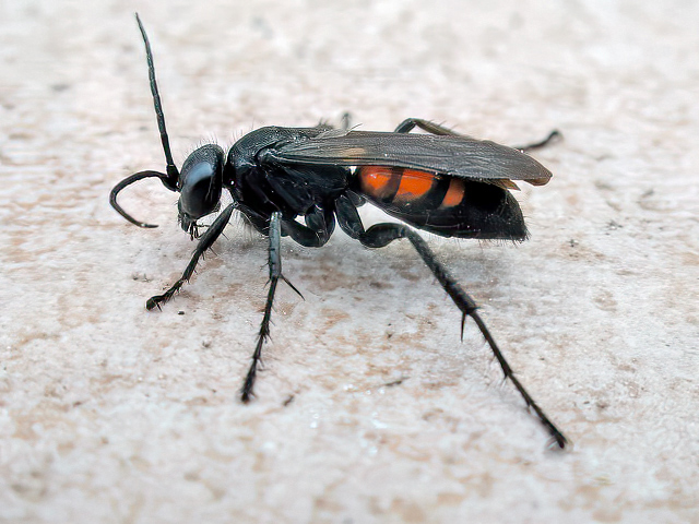 Anoplius
