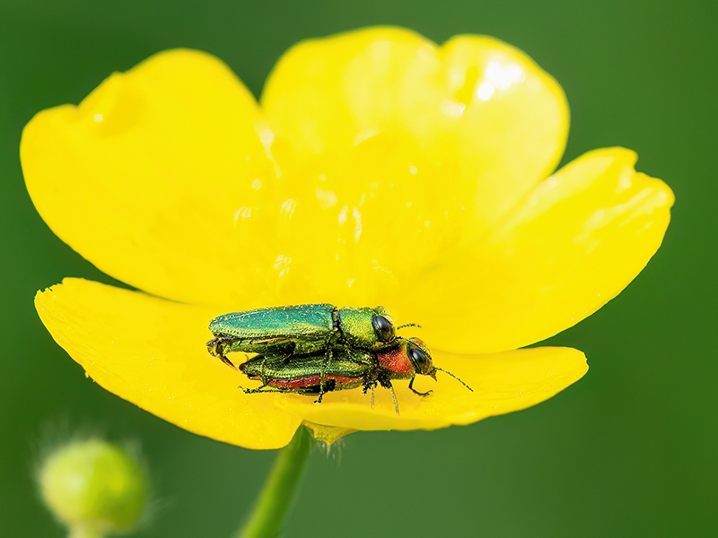 Anthaxia nitidula (Paarung)