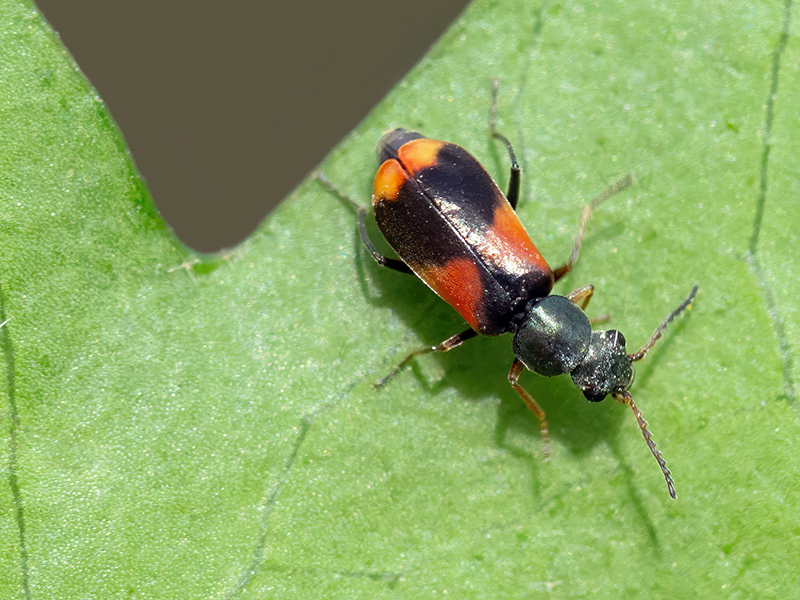 Anthocomus equestris (Weibchen)