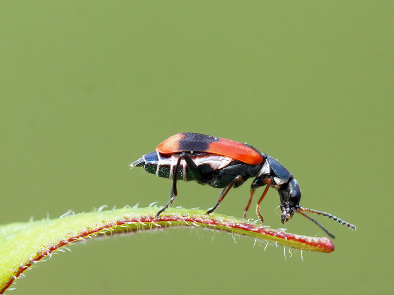 Anthocomus equestris (Weibchen)