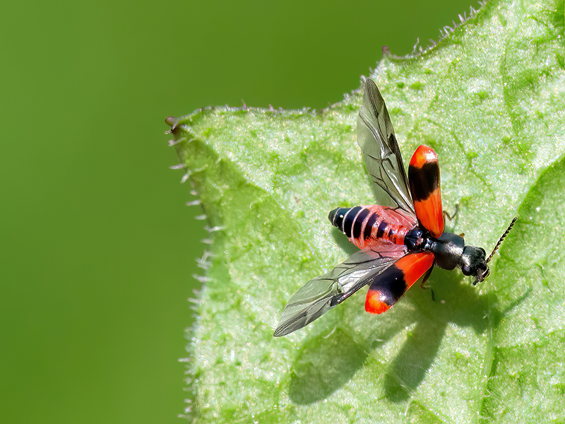 Anthocomus equestris (Weibchen)