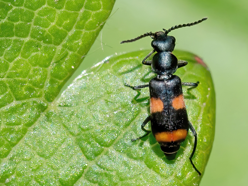 Anthocomus fasciatus
