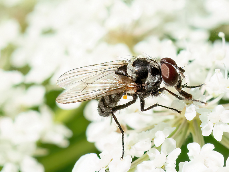Anthomyia procellaris (Männchen)