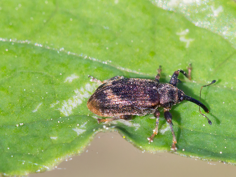 Anthonomus pomorum
