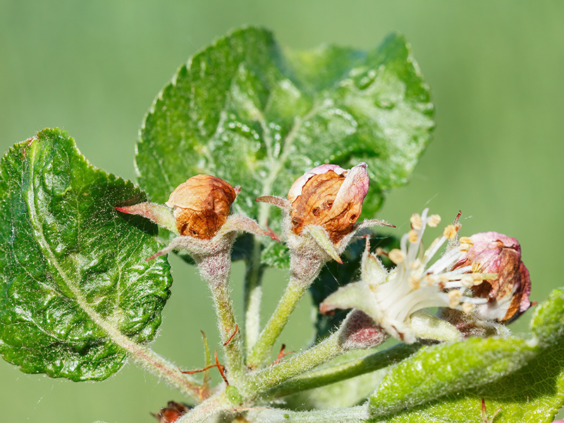 Anthonomus pomorum (befallene Blüten)