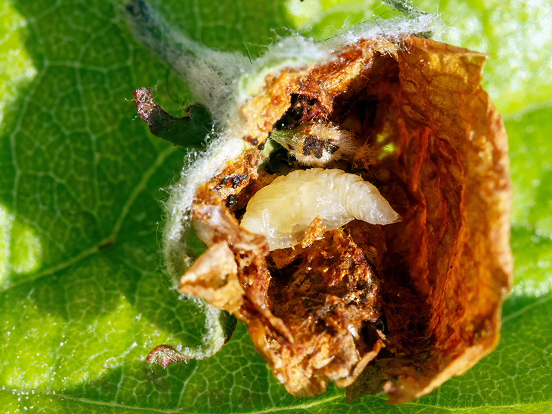 Anthonomus pomorum (Puppe)