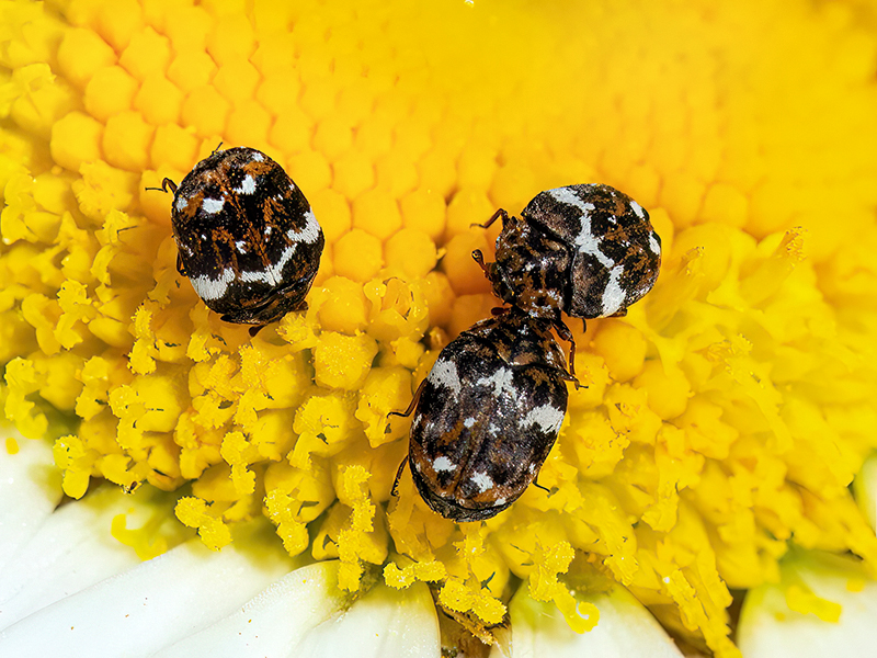 Anthrenus angustefasciatus