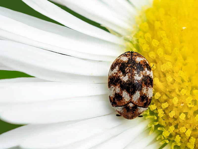 Anthrenus verbasci