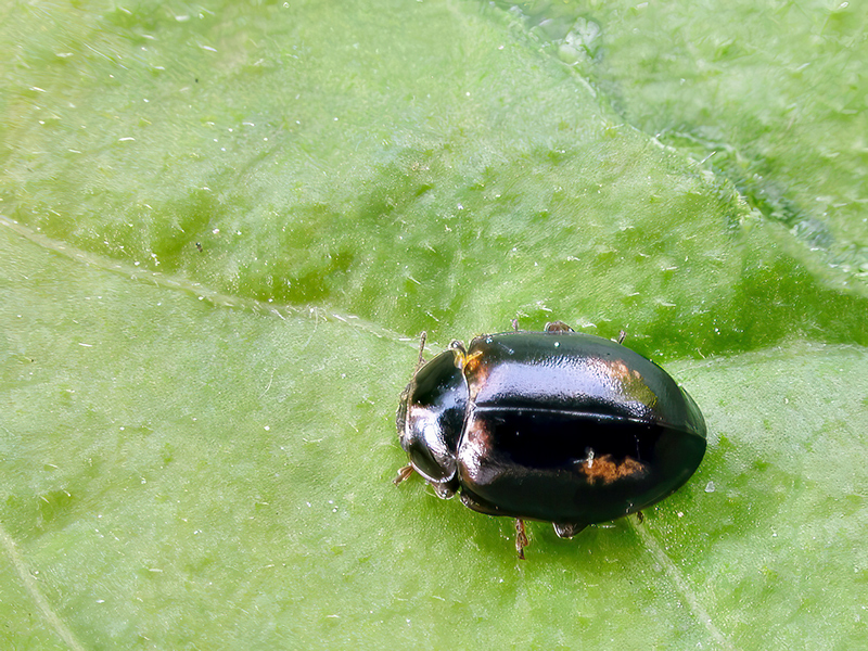 Aphidecta obliterata (Farbvariante)