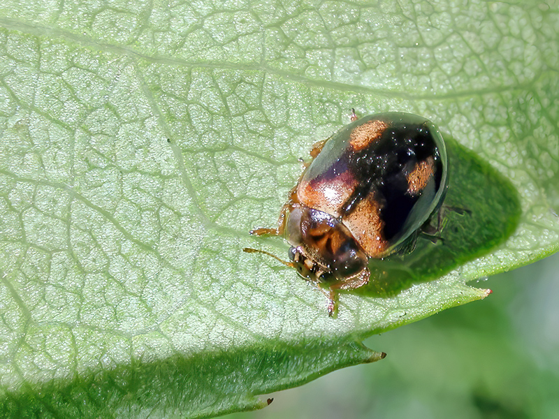 Aphidecta obliterata (Farbvariante)