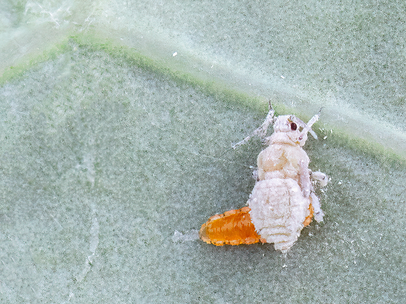 Aphidoletes aphidimyza (Larve)