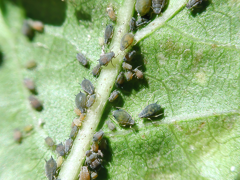 Aphis gossypii