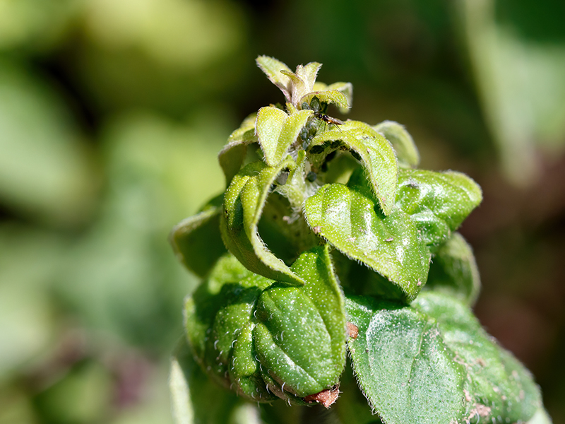 Aphis origani