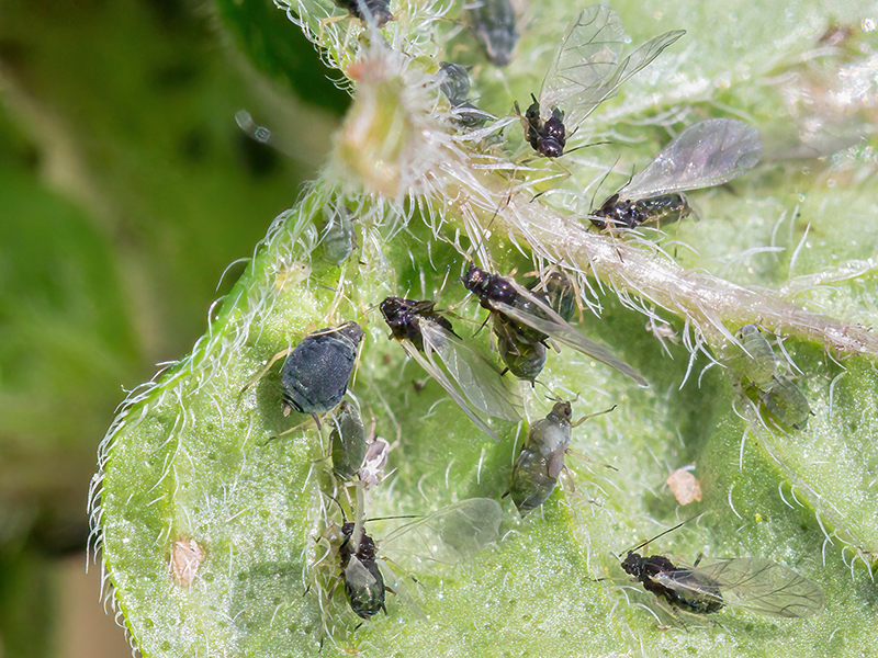 Aphis origani (alat)