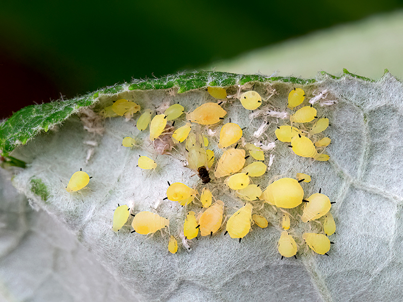 Aphis verbasci