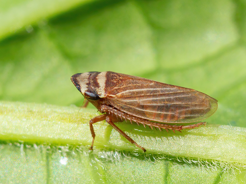 Aphrodes bicinctus oder Aphrodes makarovi (Männchen)