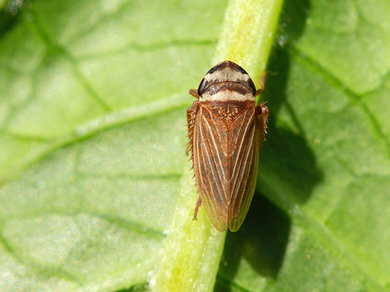 Aphrodes bicinctus oder Aphrodes makarovi (Männchen)
