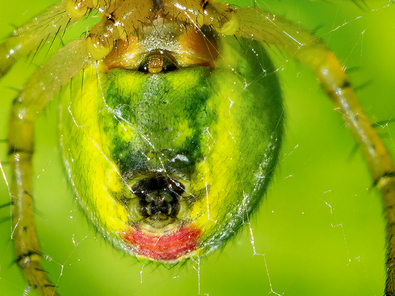 Araniella opisthographa (Epigyne)