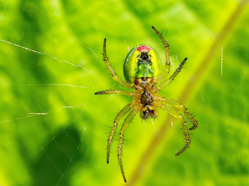 Araniella opisthographa (Weibchen)