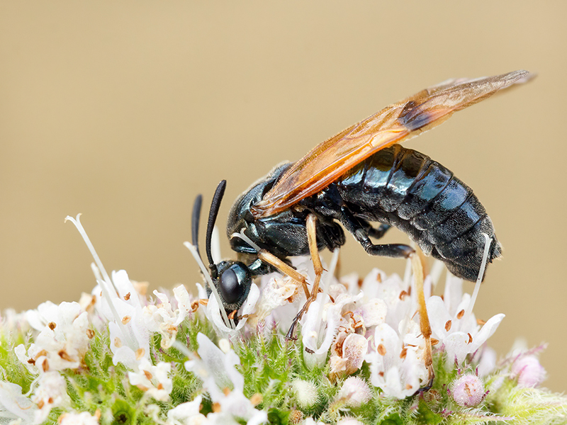Arge ustulata