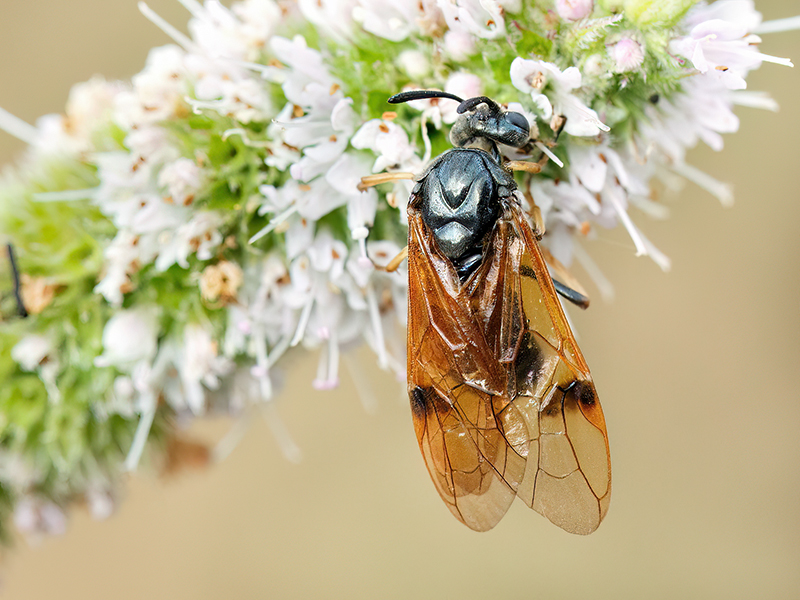 Arge ustulata