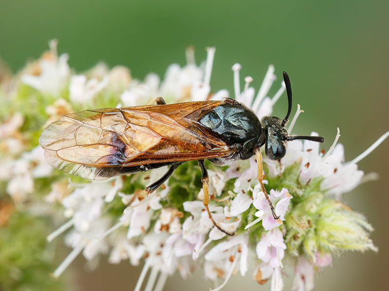 Arge ustulata