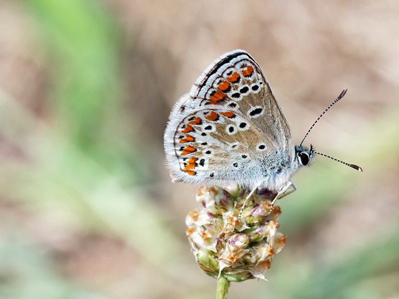 Aricia agestis