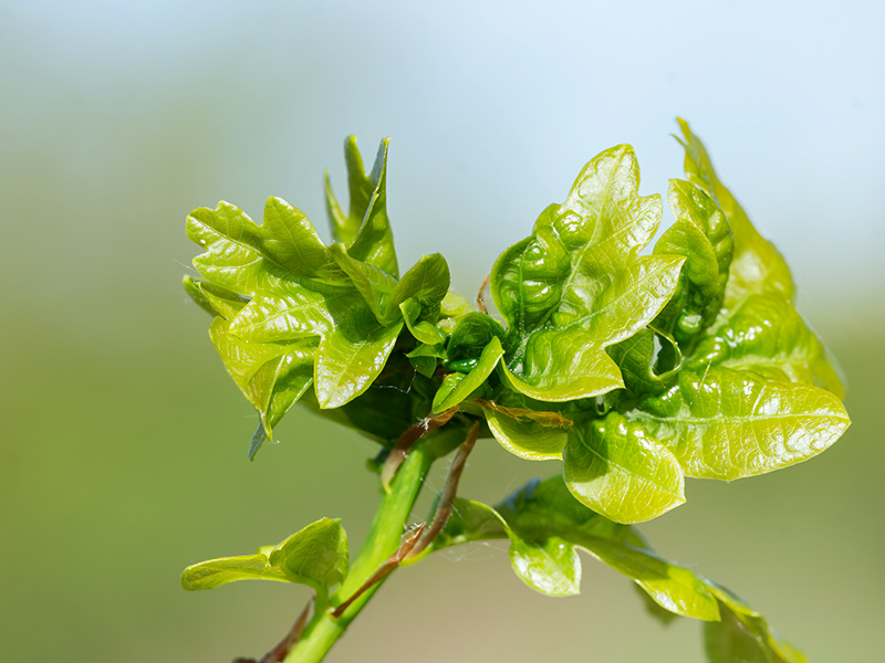 Arnoldiola quercus