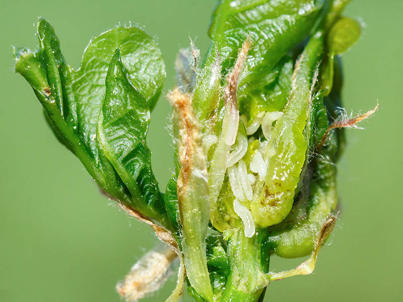 Arnoldiola quercus (Larven)