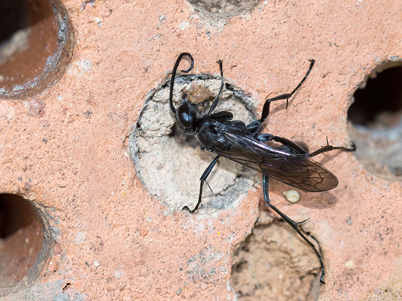 Auplopus carbonarius (Weibchen)