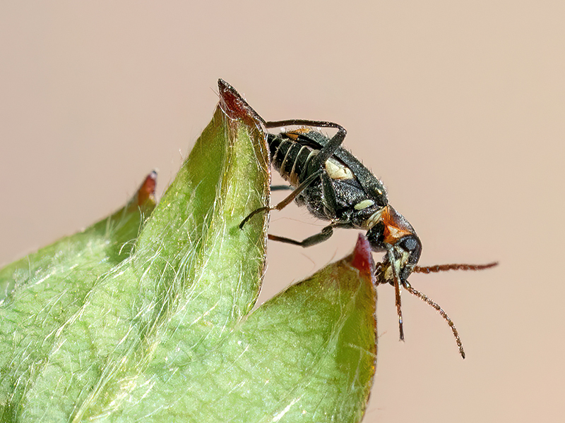 Axinotarsus marginalis