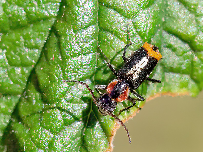 Axinotarsus pulicarius